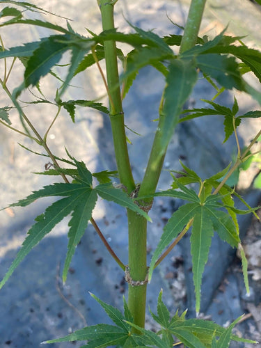 Acer palmatum 'Hubble's Super Cork' - mapleridgenursery